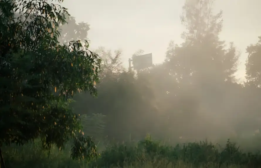 4k朦胧壁纸 - 树林 - 植被 - 清晨「哲风壁纸」 4k朦胧壁纸 - 树林 - 植被 - 清晨「哲风壁纸」