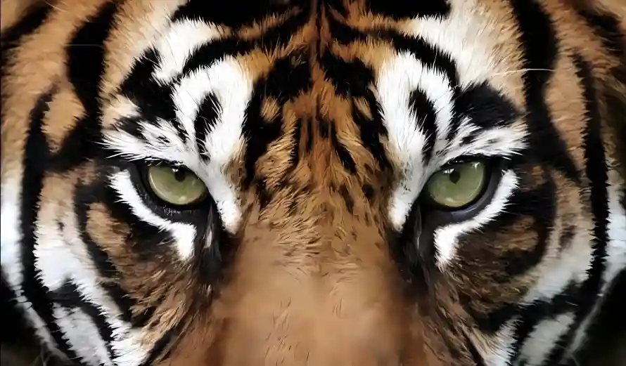 4k动物壁纸 - 特写 - 犀利 - 猛兽「哲风壁纸」 4k动物壁纸 - 特写 - 犀利 - 猛兽「哲风壁纸」