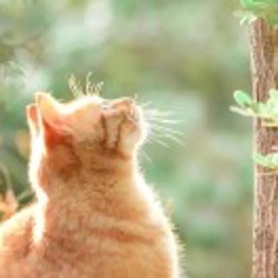 大橘大利的头像