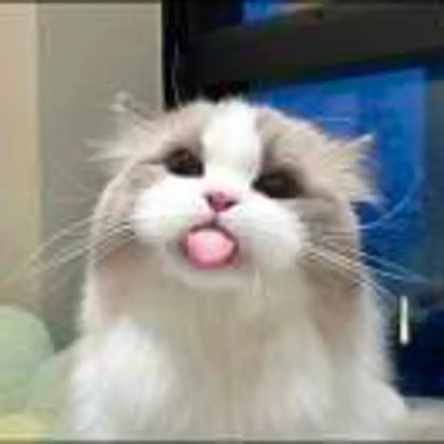 ʚ🐻ིྀɞ的头像