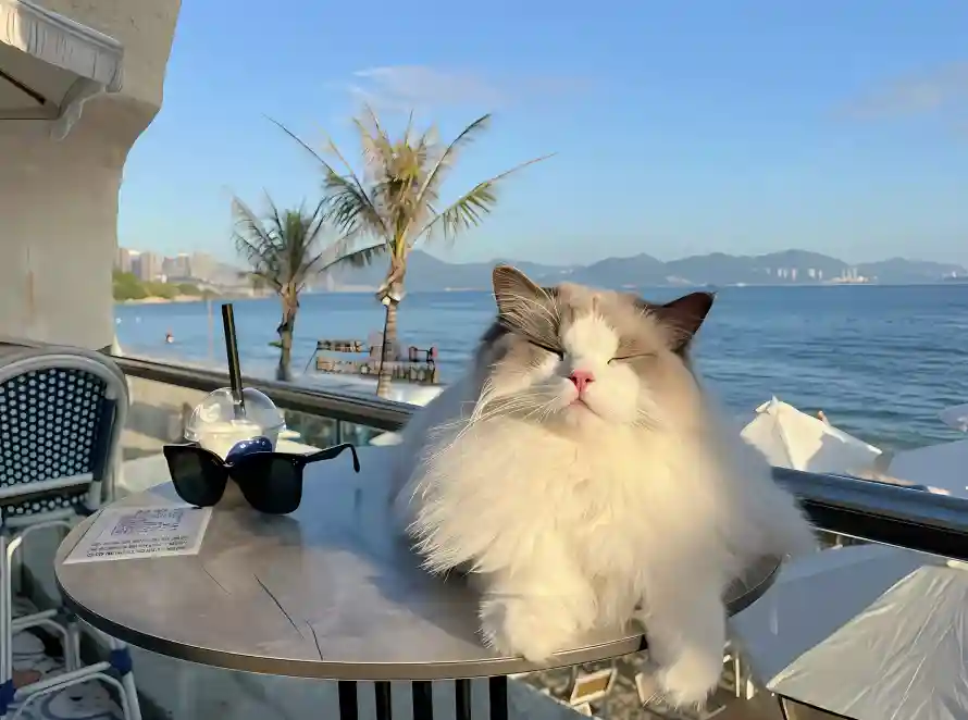 4k桌子壁纸 - 海景 - 海边 - 布偶猫「哲风壁纸」 4k桌子壁纸 - 海景 - 海边 - 布偶猫「哲风壁纸」