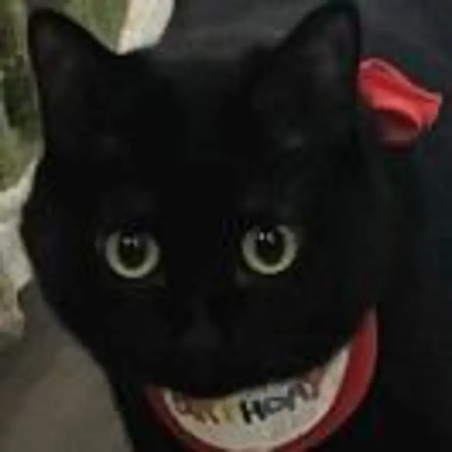 普通小猪的头像