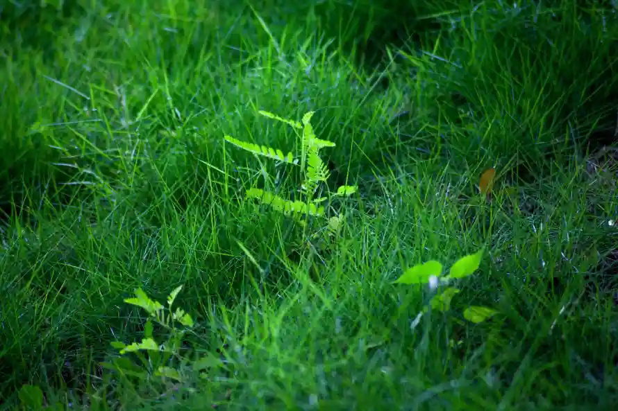 4k小草壁纸 - 新绿 - 清新 - 生机「哲风壁纸」 4k小草壁纸 - 新绿 - 清新 - 生机「哲风壁纸」