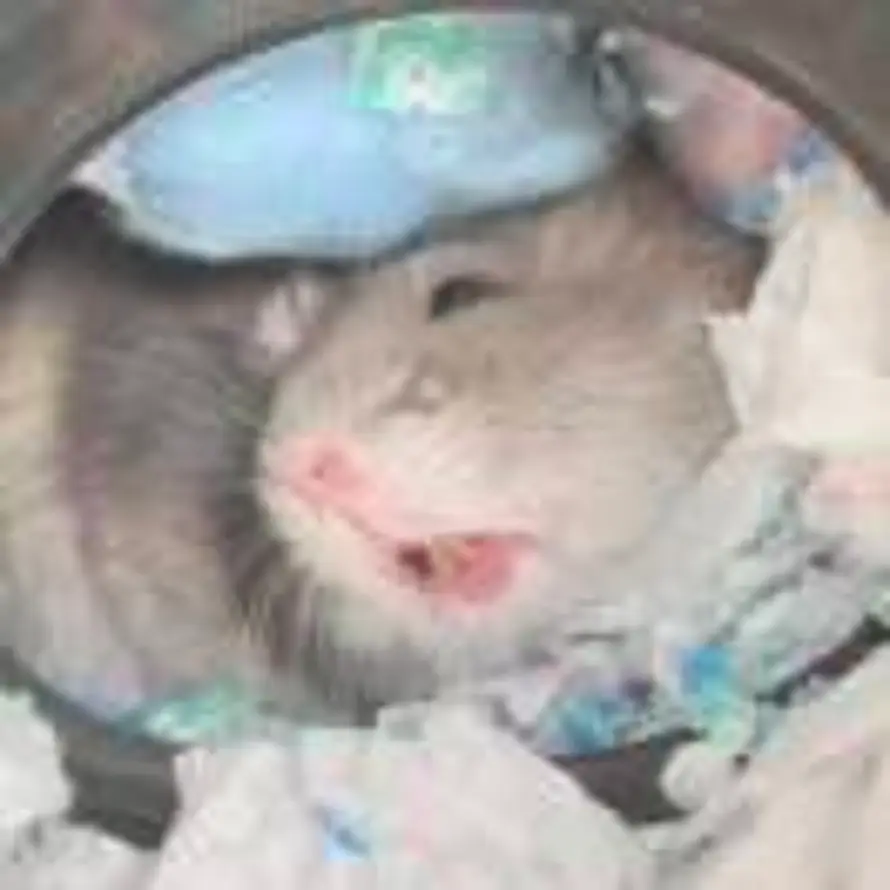 真的倪蒲的头像