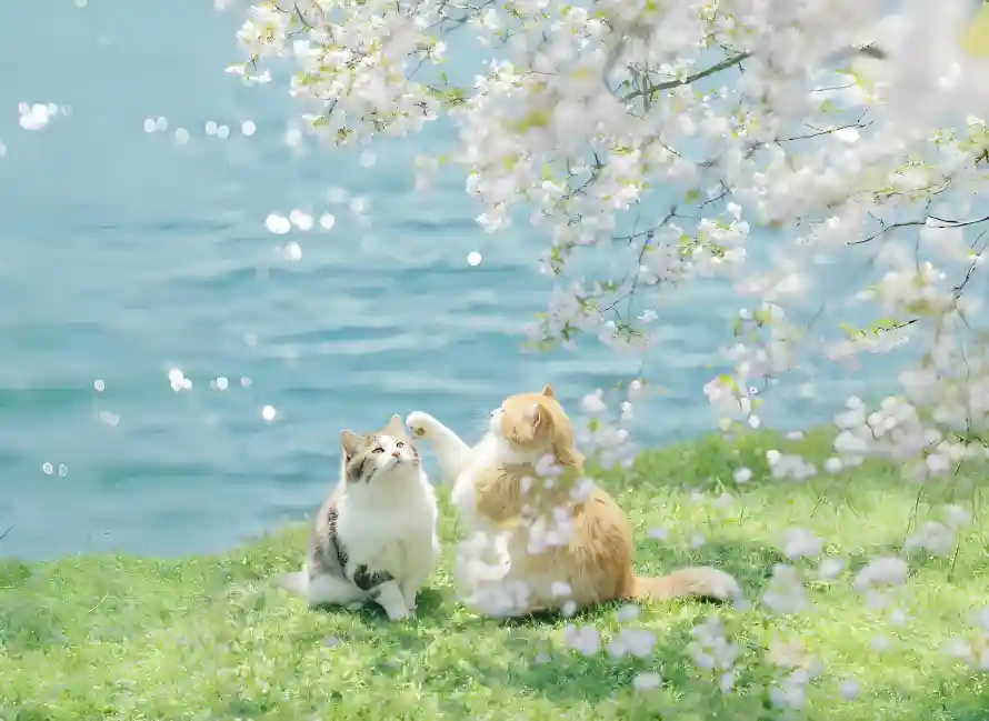 4k小猫壁纸 - 春日 - 梨花 - 湖水「哲风壁纸」