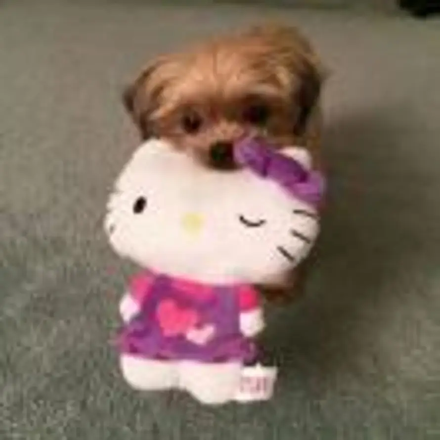 饭饭英雄的头像