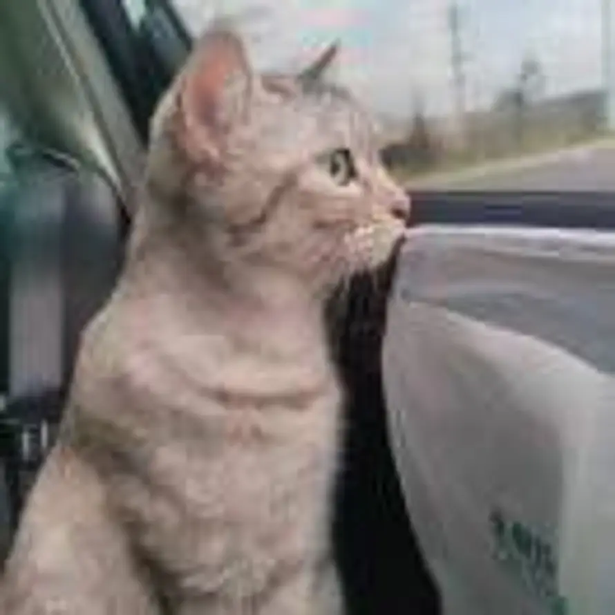 江上清风的头像