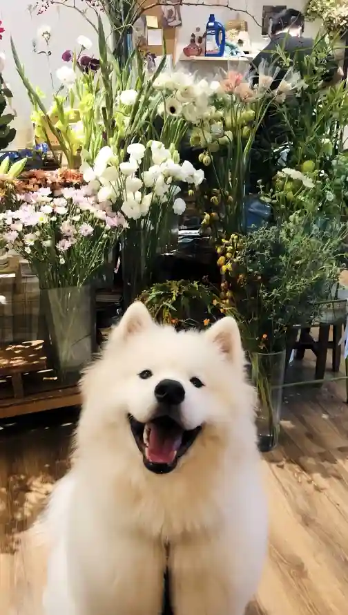 4k宠物壁纸 - 室内 - 花店 - 鲜花「哲风壁纸」