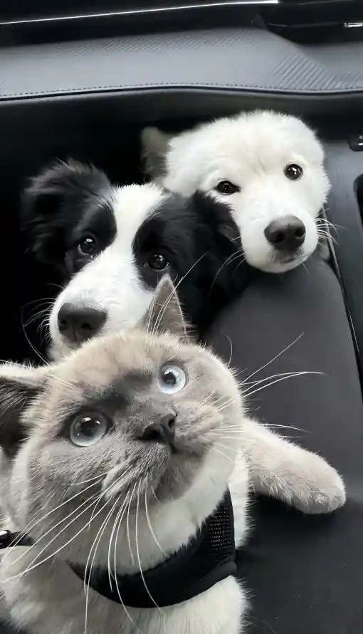 4k动物壁纸 - 可爱 - 宠物 - 萌宠「哲风壁纸」