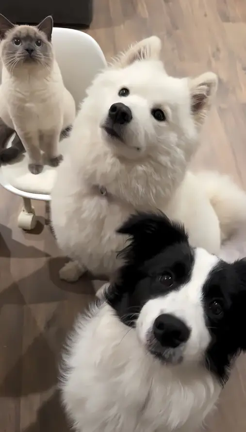 4k可爱壁纸 - 宠物 - 狗狗 - 猫咪「哲风壁纸」