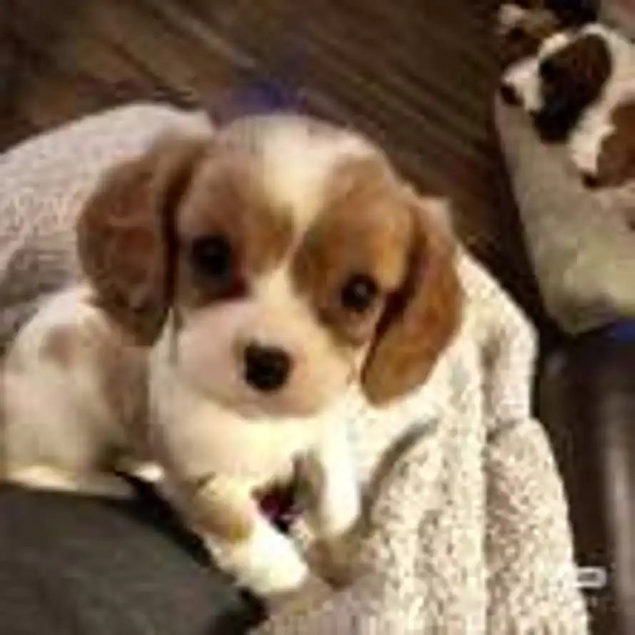 卖萌被肘击的头像