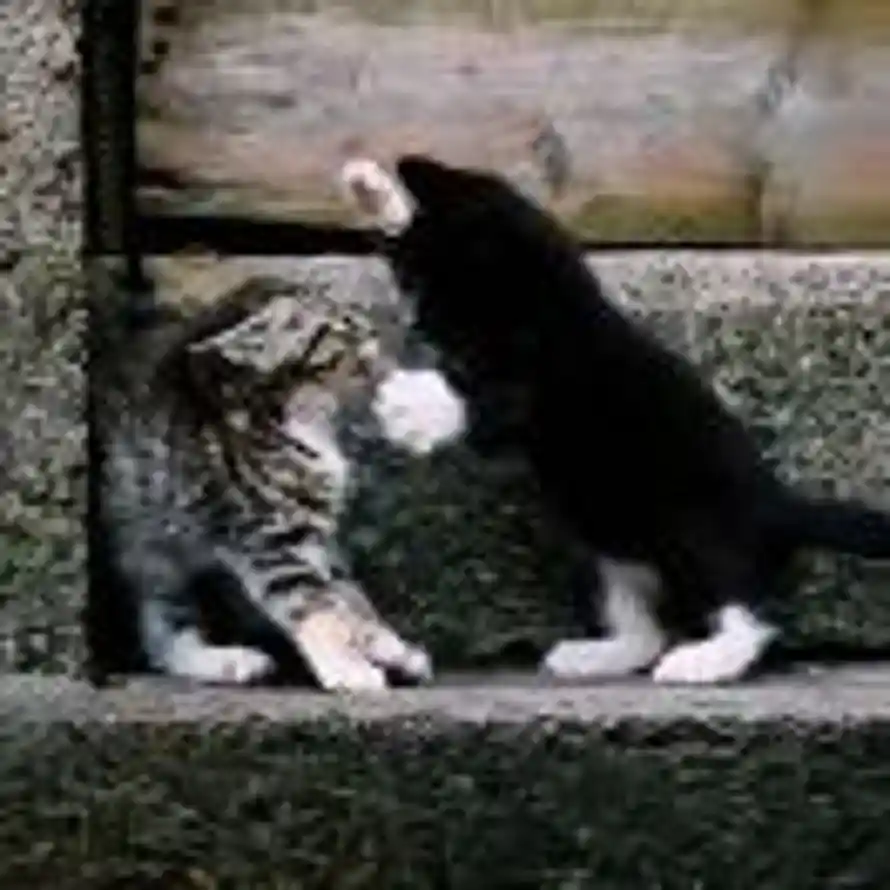  野原新之助的用户头像 - 哲风壁纸