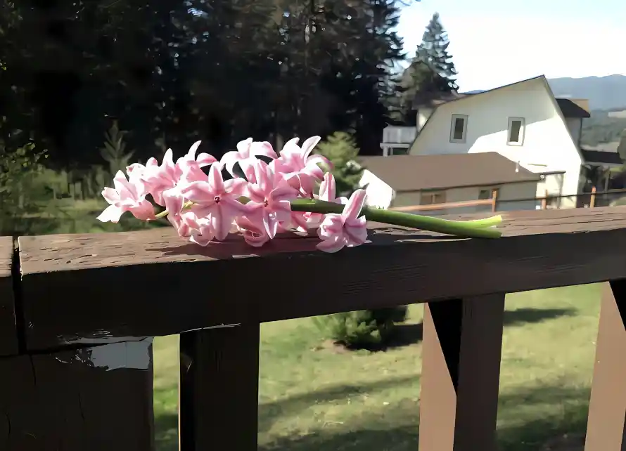 2k户外壁纸-风信子 - 草地-热门的壁纸「哲风壁纸」