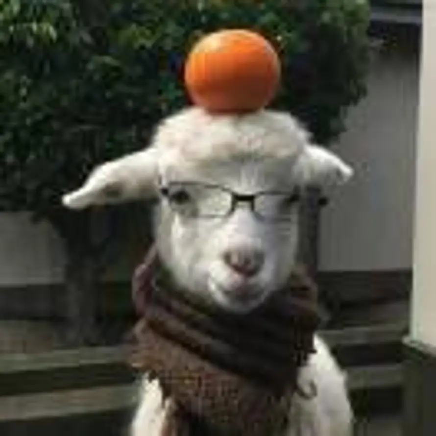 扒啦啦小魔芋的头像