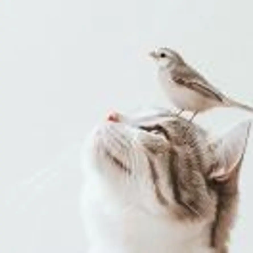 🐱杨小喵🐱的头像