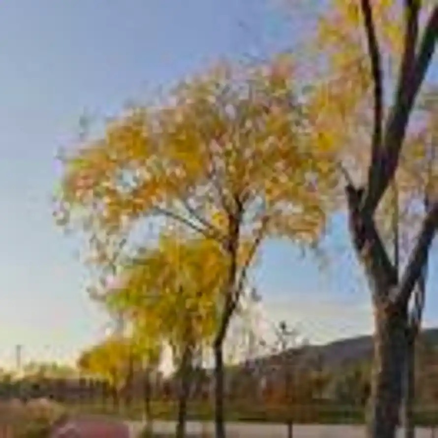 前进！达瓦里氏的头像