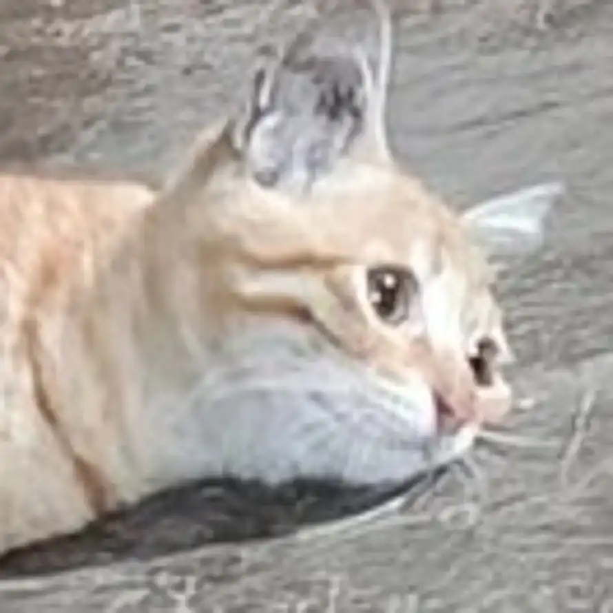 非酋牢卡人的头像