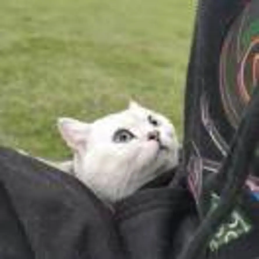 二十分之一的头像