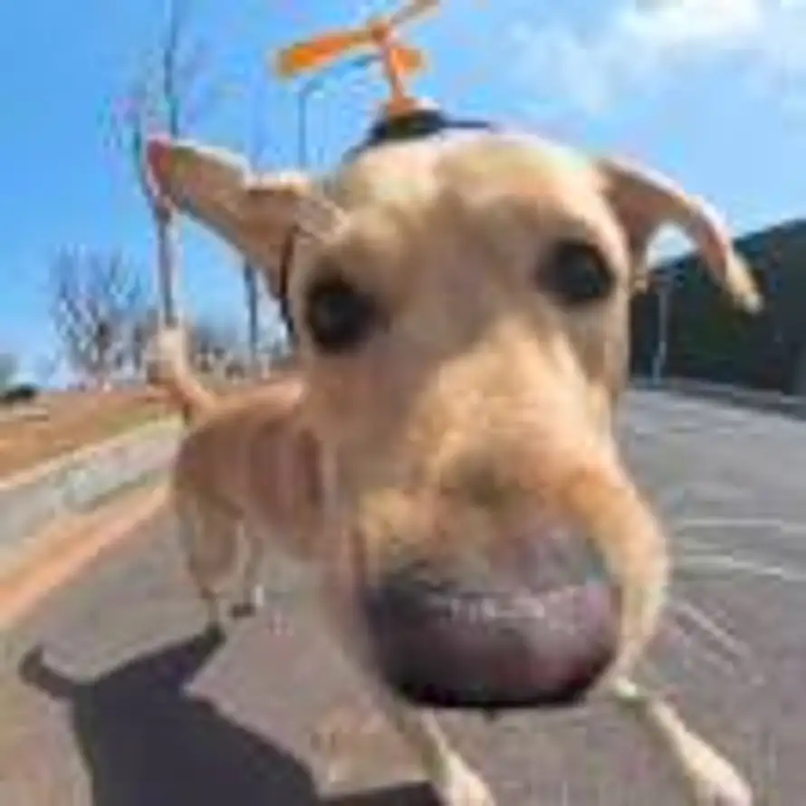 Vergangenheit的头像