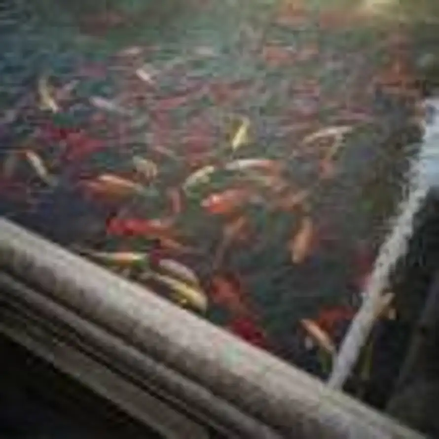 今年不发明年发的头像