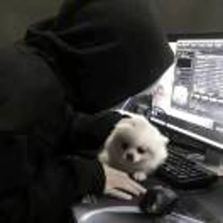 晴天里刮的是龙卷风的头像