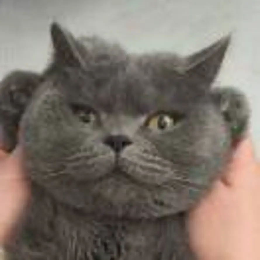 我是泡泡的头像