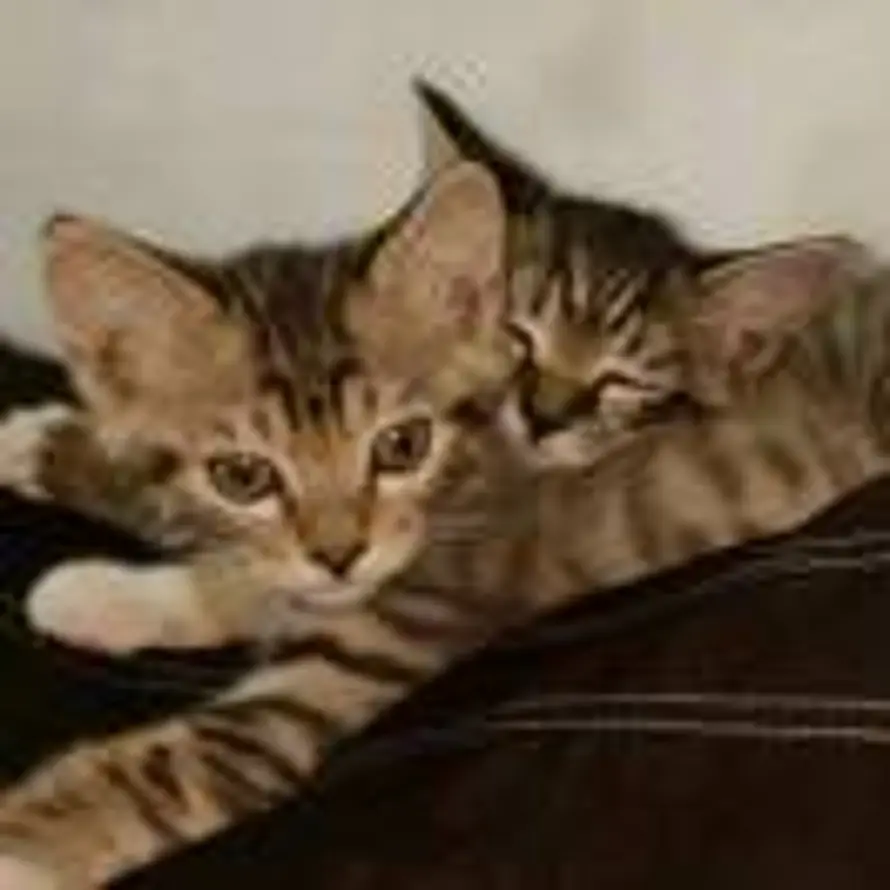 受不了了的头像