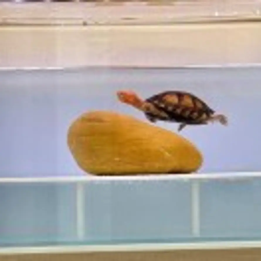 A排版专用微信的头像