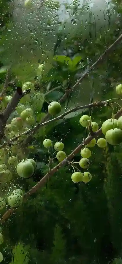 4k青枣壁纸 - 绿色护眼 - 热门壁纸 - wallpaper「哲风壁纸」