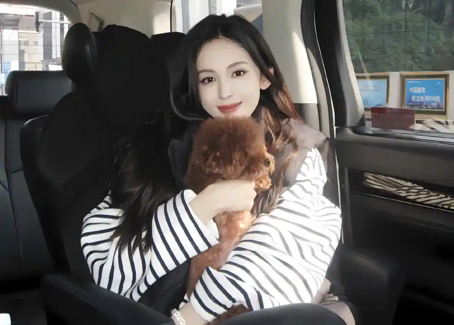 4k抱狗壁纸 - 泰迪 - 车内 - 阳光「哲风壁纸」 4k抱狗壁纸 - 泰迪 - 车内 - 阳光「哲风壁纸」