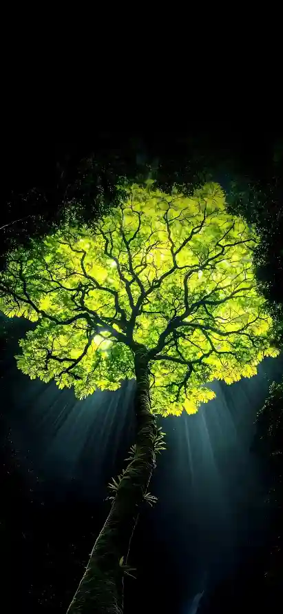 4k自然壁纸 - 树 - 光影 - 绿色「哲风壁纸」