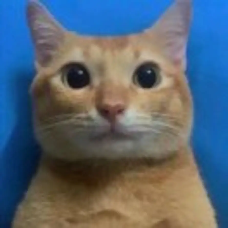 仓鼠飞轮的头像