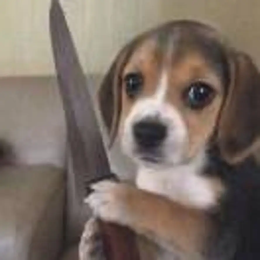 栗子的被炉的头像