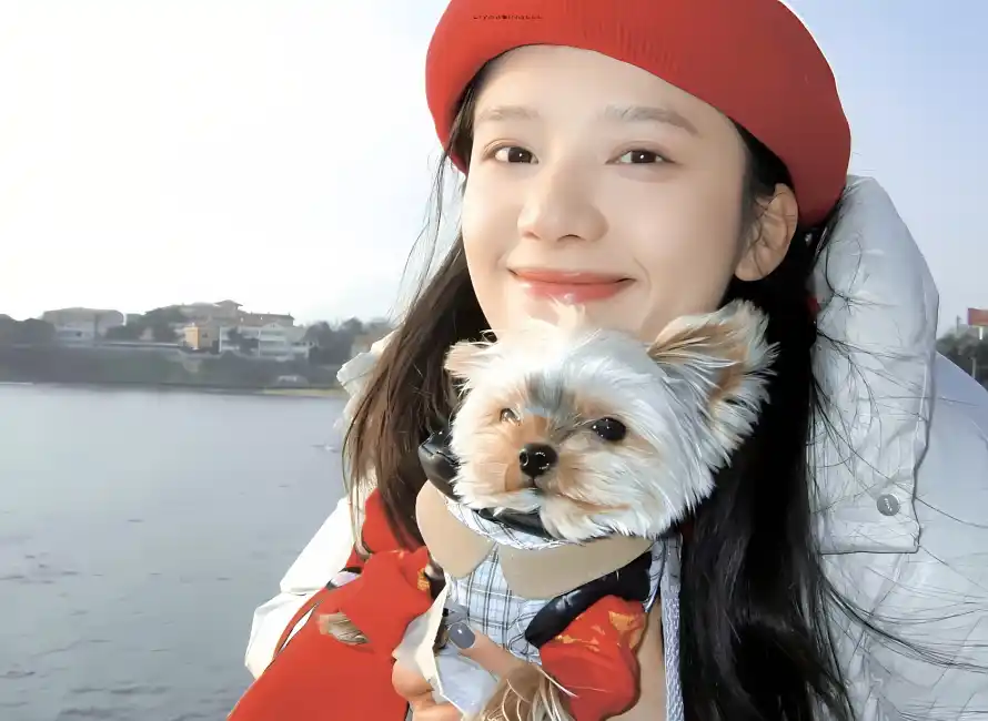 4k宠物壁纸 - 小狗 - 海景 - 海边「哲风壁纸」 4k宠物壁纸 - 小狗 - 海景 - 海边「哲风壁纸」