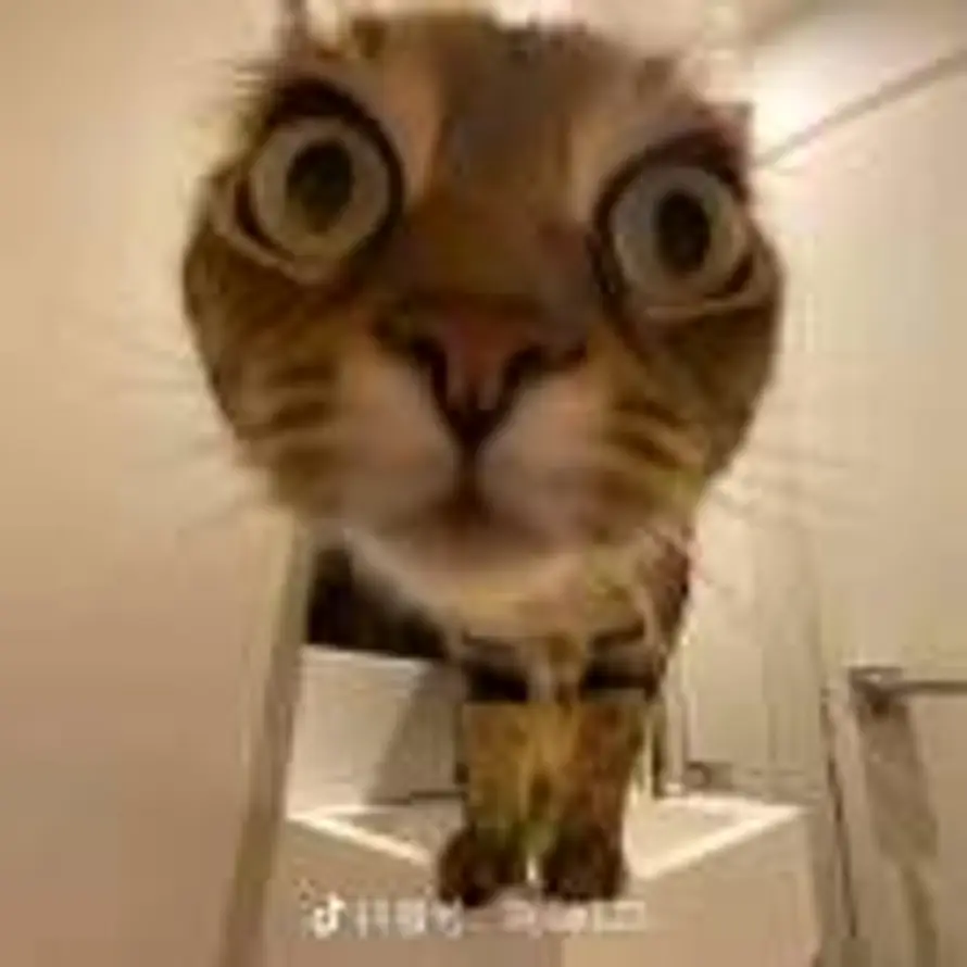 阳阳阳阳阳阳阳阳阳的头像