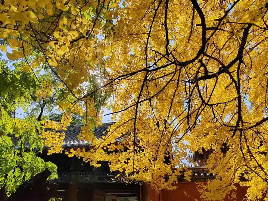 4k树叶壁纸 - 秋天 - 金黄 - 银杏「哲风壁纸」 4k树叶壁纸 - 秋天 - 金黄 - 银杏「哲风壁纸」