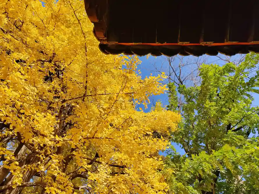 4k屋檐壁纸 - 建筑 - 绿树 - 蓝天「哲风壁纸」