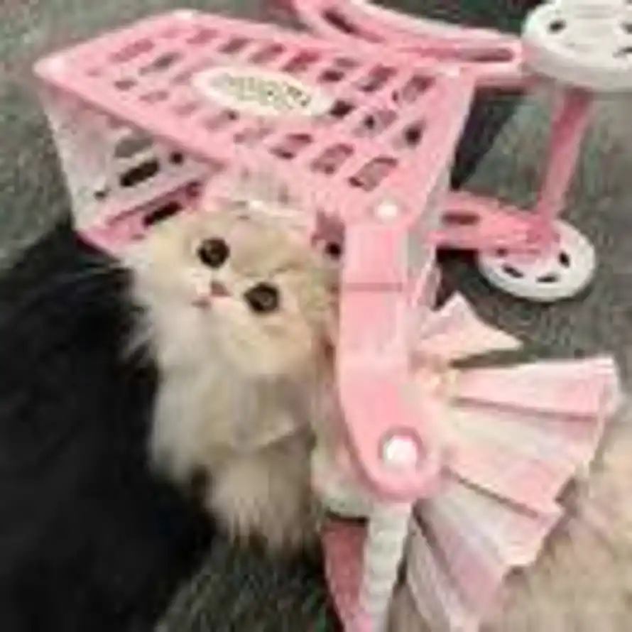 卿安向晚的头像