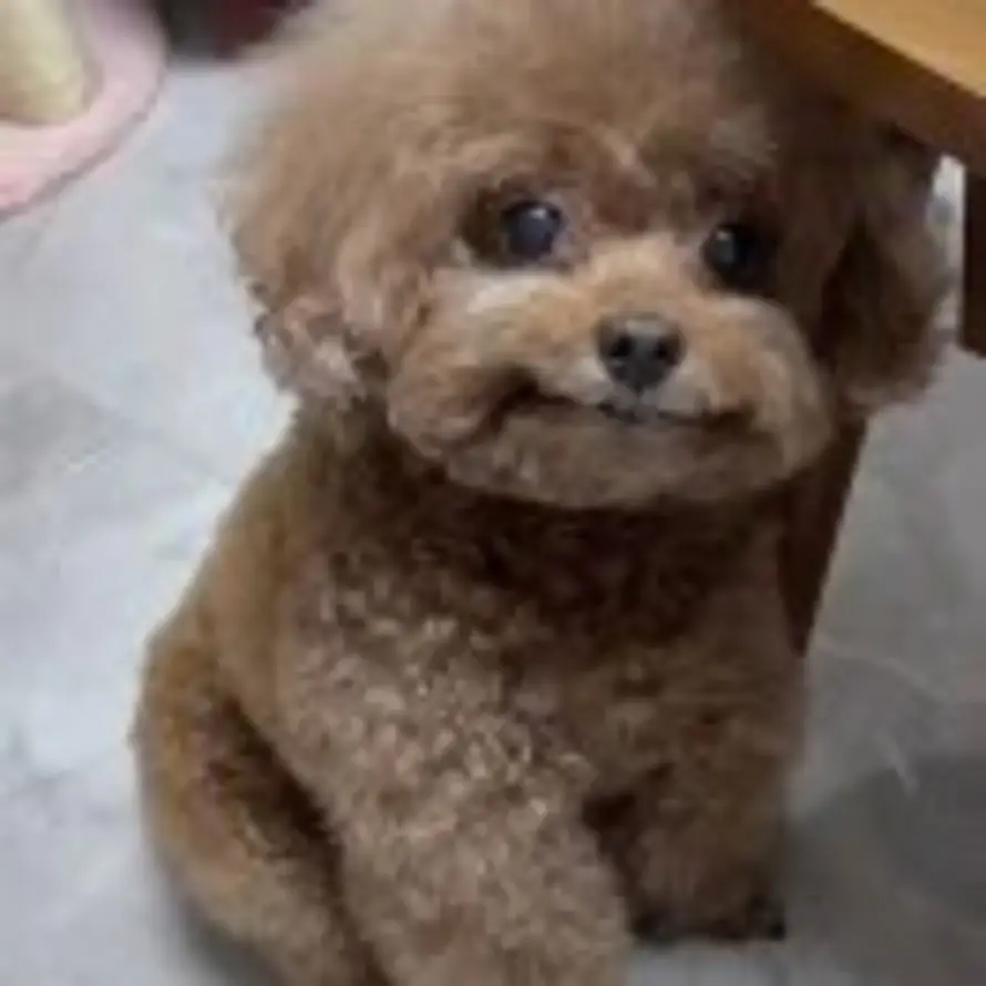 继续丝滑的头像