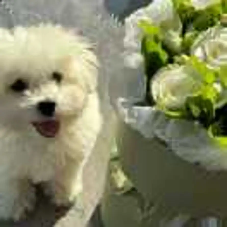 凤梨玉子烧🍍的头像