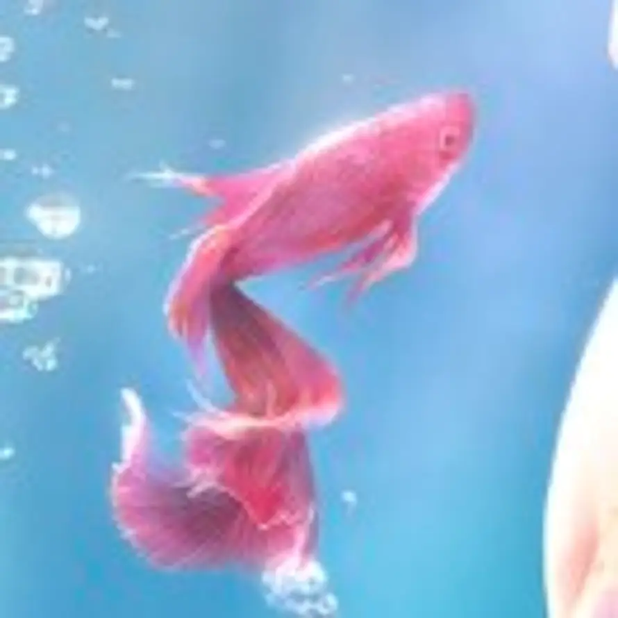 同一片海的头像