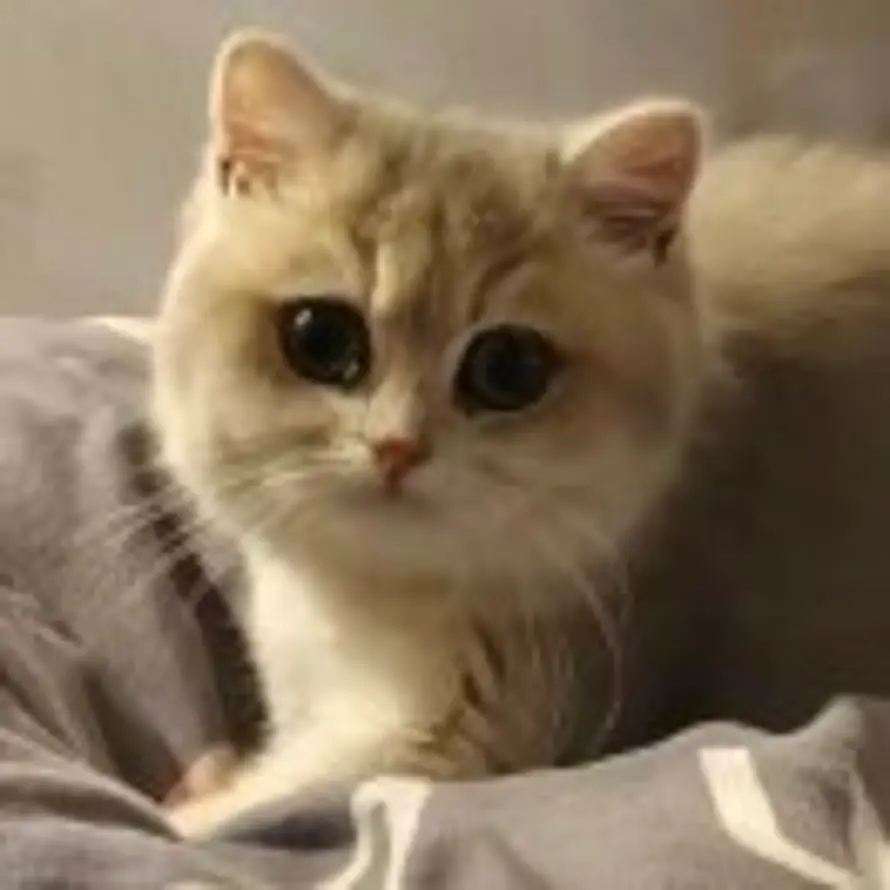 还好饿想吃饭的头像