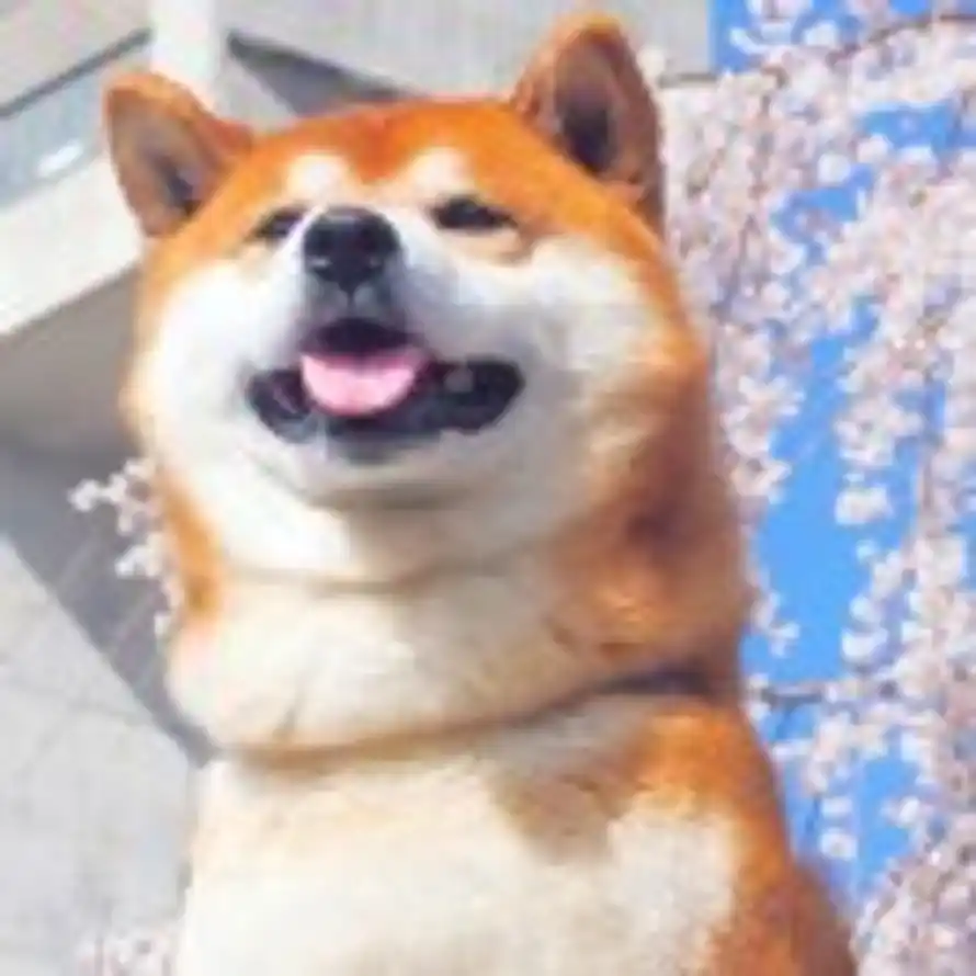 AAA臭狗熊批发的头像