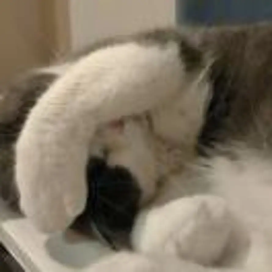 乌苏不夺命.的头像