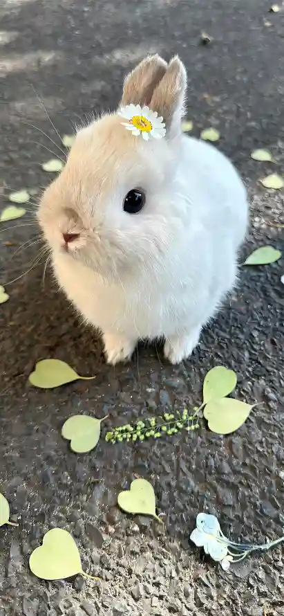 4k落叶壁纸 - 兔子 - 可爱 - 萌宠「哲风壁纸」