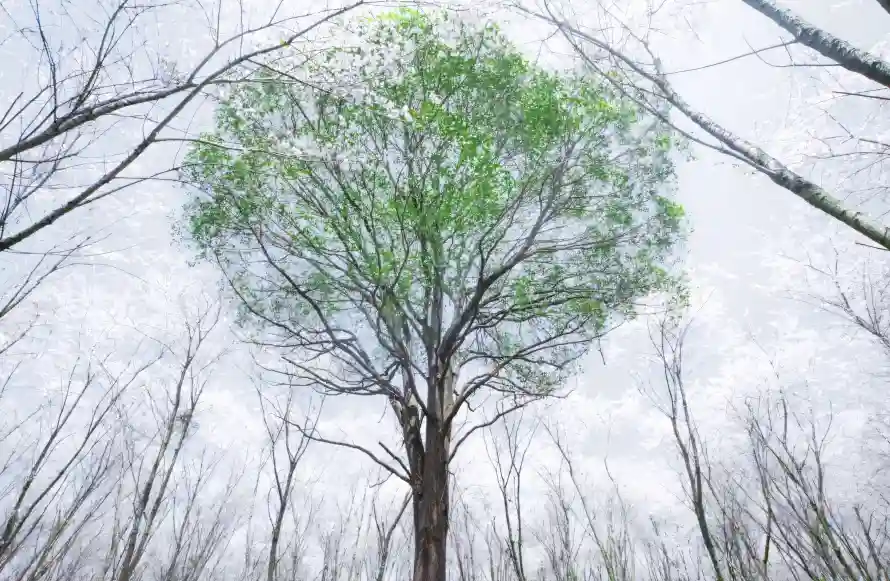 4k春天壁纸 - 树 - 树枝 - 绿叶「哲风壁纸」