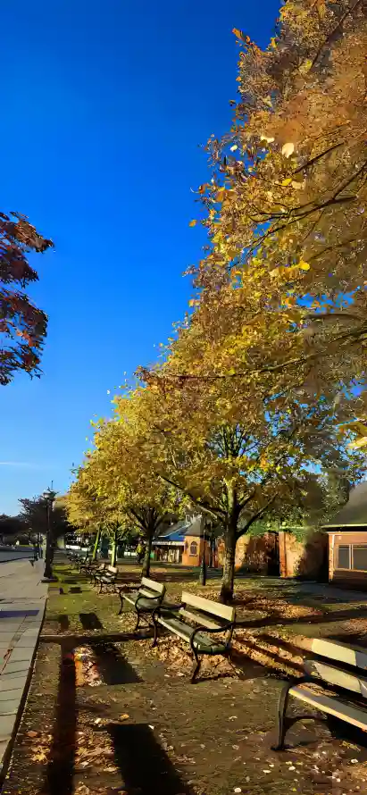 4k树木壁纸 - 秋天 - 落叶 - 蓝天「哲风壁纸」