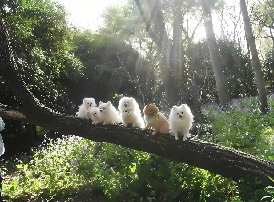 4k小狗壁纸 - 幼犬 - 树干 - 树林「哲风壁纸」