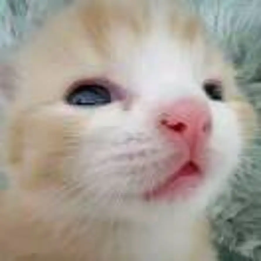 争取不熬夜的头像