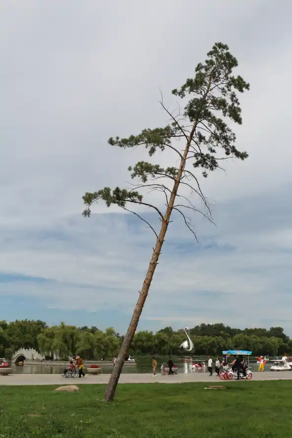 4k人群壁纸 - 松树 - 湖泊 - 草地「哲风壁纸」